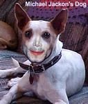 pic for Michael Jackons dog